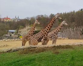 Výlet do Zoo Jihlava